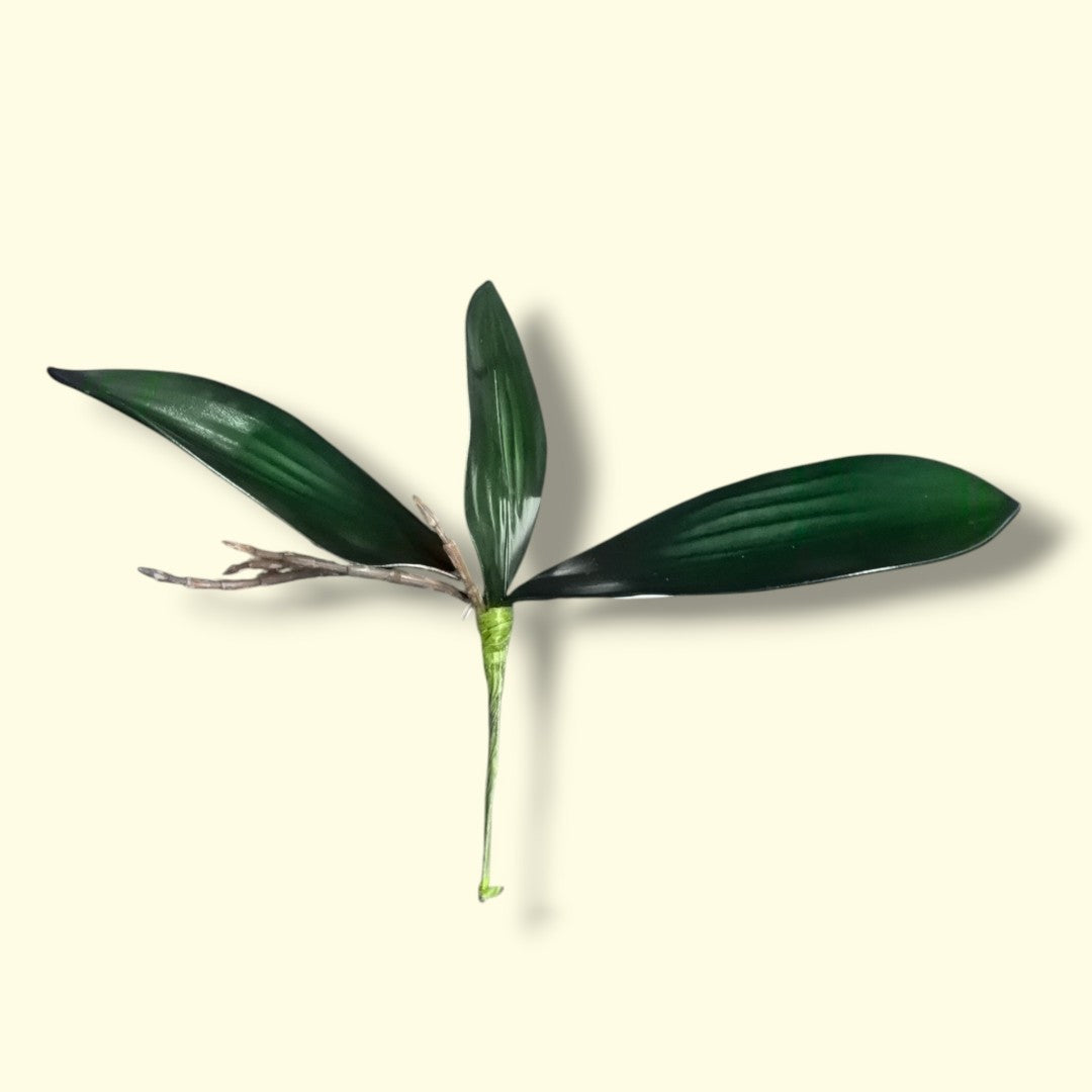 HOJA RAIS ORQUIDEA 3