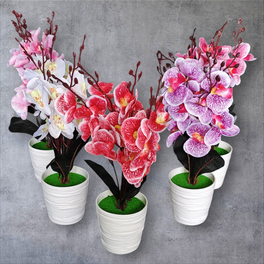 BONSAI ORQUITEA MACETA 18CM