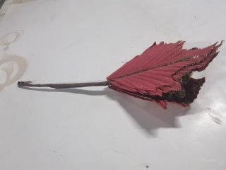 PASTORA ESCARCHA PINCHO LY21666