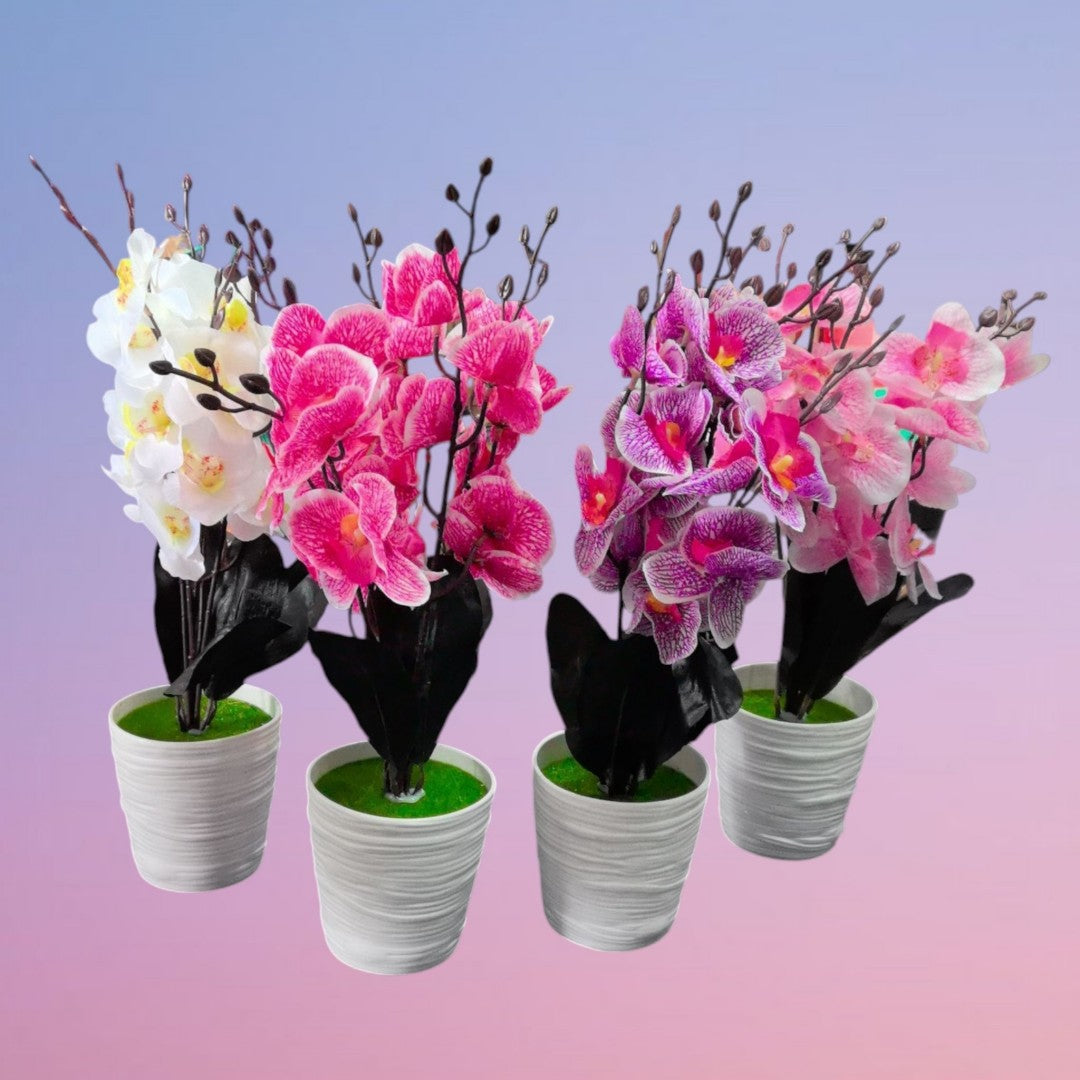 BONSAI ORQUITEA MACETA 18CM